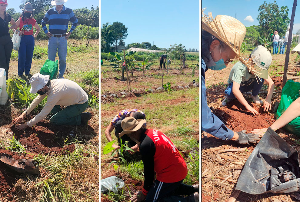 Feagri implanta sistema agroflorestal